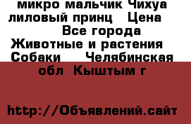 микро мальчик Чихуа лиловый принц › Цена ­ 90 - Все города Животные и растения » Собаки   . Челябинская обл.,Кыштым г.